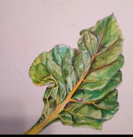 Adult Class: Botanical Illustration
