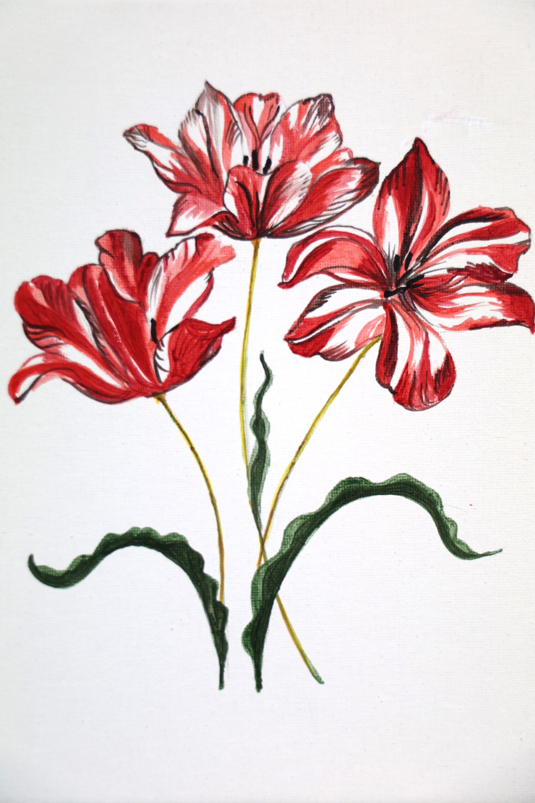 Painting with Patrice: Tulips in the Style of Maria Sibylla Merian