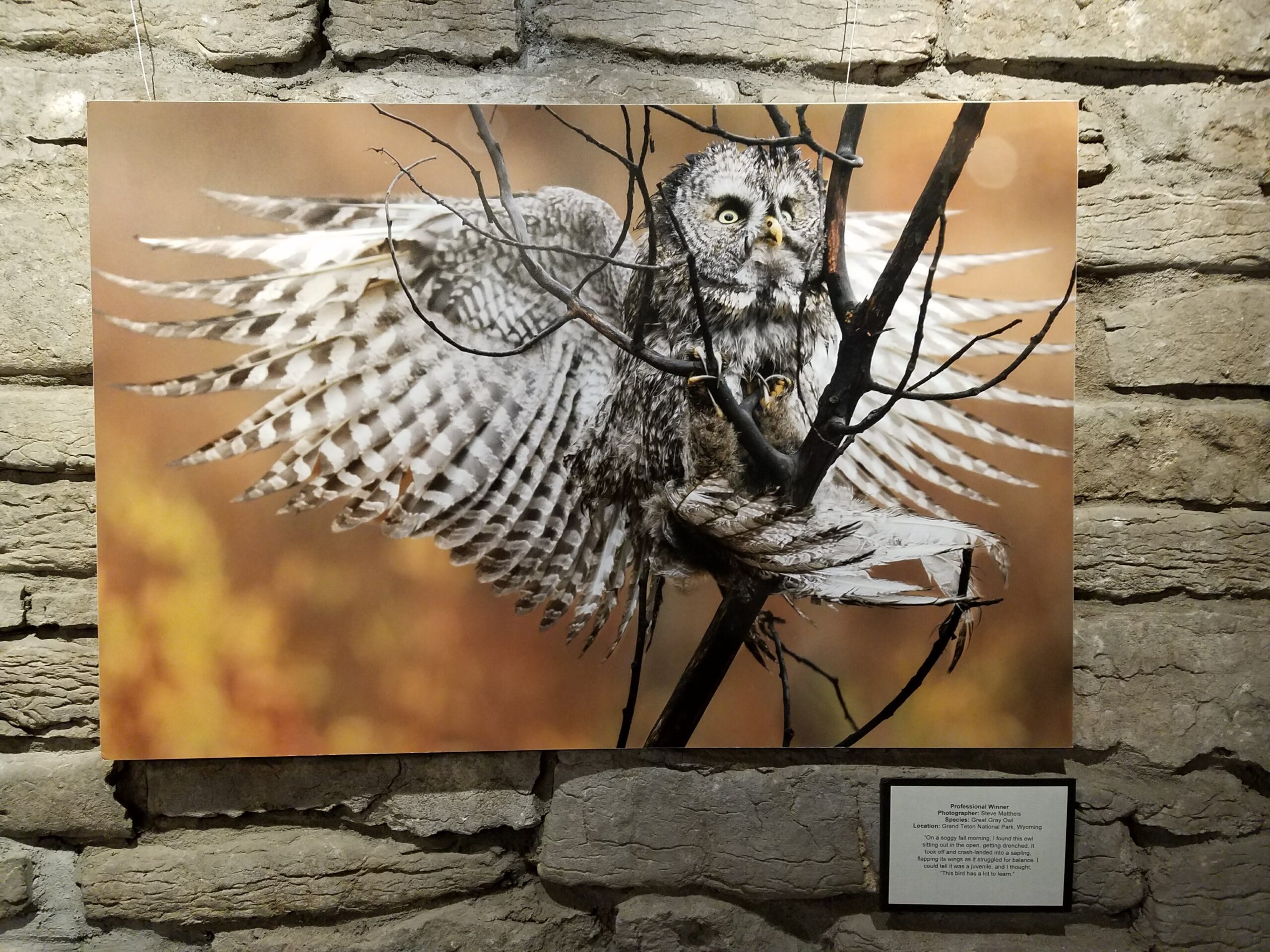 Southern Adirondack Audubon Society Photography Showcase